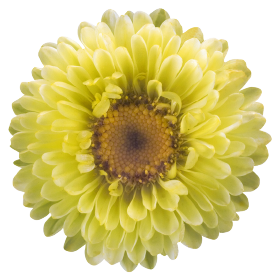 Fan® Yellow