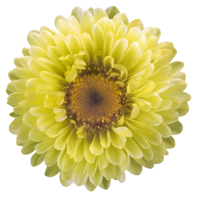 
                        Callistephus
             
                        chinensis
             
                        Fan®
             
                        Yellow
            