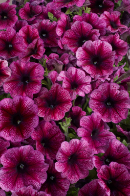 Petunia
             
                        x hybrida F₁
             
                        Celebrity
             
                        Plum Ice