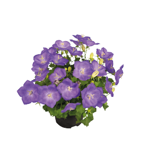 Campanula carpatica F₁ Pearl Deep Blue