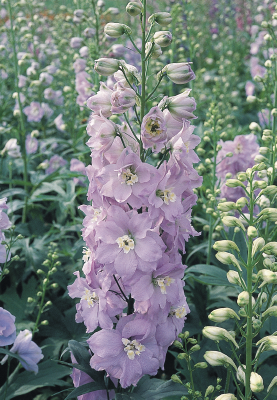 
                        Delphinium
             
                        hybrida
             
                        Benary's Pacific
             
                        Guinevere
            