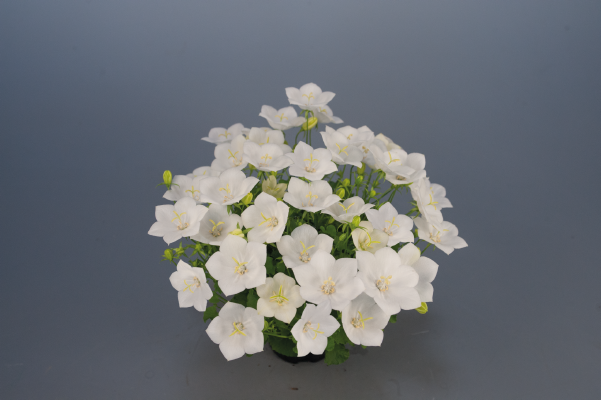 Campanula carpatica Pearl White Benary