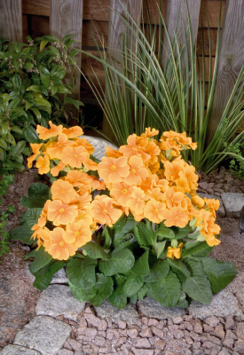 
                        Primula
             
                        elatior F₁
             
                        Crescendo®
             
                        Orange
            