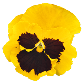   Inspire® DeluXXe® Yellow Blotch