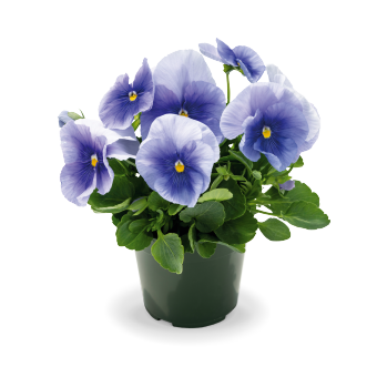 Viola
             
                        wittrockiana F₁
             
                        Inspire® Plus
             
                        Light Blue
