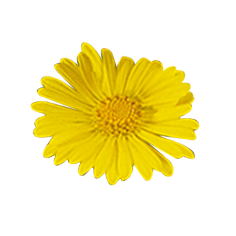 
                        Doronicum
             
                        orientale
             
                        Little Leo
            