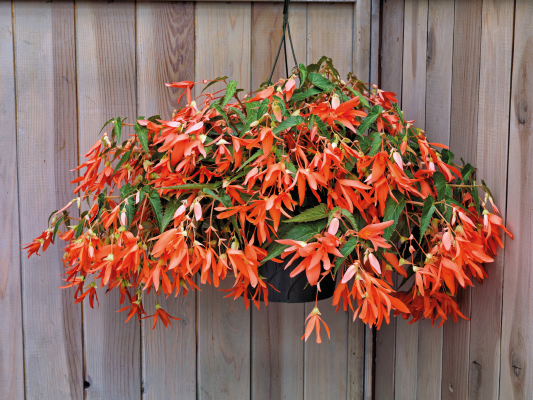 
                        Begonia
             
                        boliviensis F₁
             
                        Sun Cities Collection
             
                        San Francisco
            