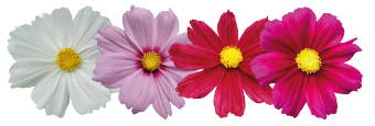 
                        Cosmos
             
                        bipinnatus
             
                        Casanova
             
                        Mix
            