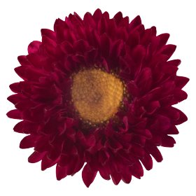   Fan® Red