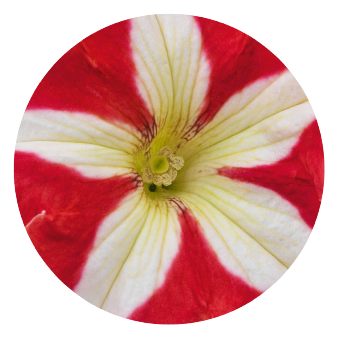 
                        Petunia
             
                        x hybrida grandiflora F₁
             
                        SUCCESS! 360°
             
                        Red Star
            