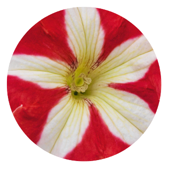 Petunia
x hybrida grandiflora F₁
SUCCESS! 360°
Red Star