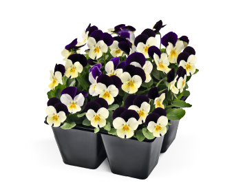 Viola
             
                        cornuta F₁
             
                        Admire®
             
                        White Purple Wing