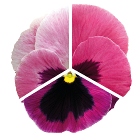 Viola wittrockiana F₁ Inspire® Plus Orange Blotch | Benary Viola wittrockiana F₁ Inspire® Plus Orange Blotch | Benary