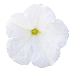 BOOM!™ HD White