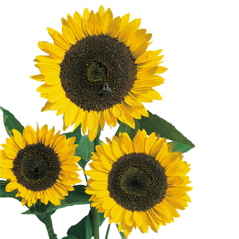 Helianthus
             
                        annuus
             
                        Cutting Gold