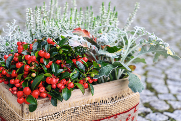 
                        Gaultheria
             
                        procumbens
             
                        Merry Berry
            