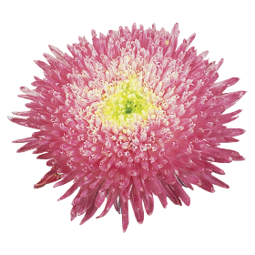   Benary's Princess Crimson