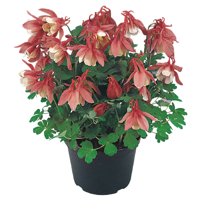 
                        Aquilegia
             
                        flabellata F₁
             
                        Cameo
             
                        Rose & White
            