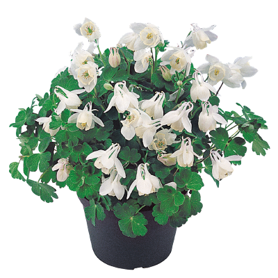 
                        Aquilegia
             
                        flabellata F₁
             
                        Cameo
             
                        White
            