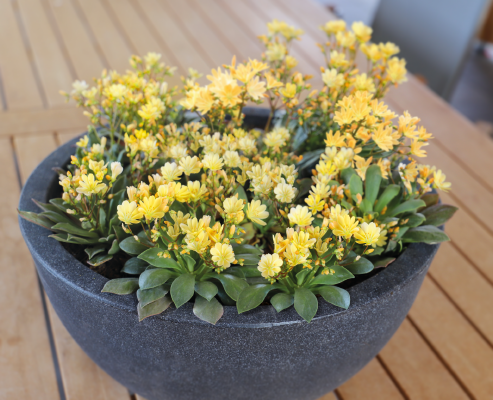 
                        Lewisia
             
                        cotyledon
             
                        Elise
             
                        Golden Yellow
            