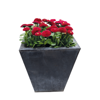 
                        Bellis
             
                        perennis
             
                        Tasso®
             
                        Red
            