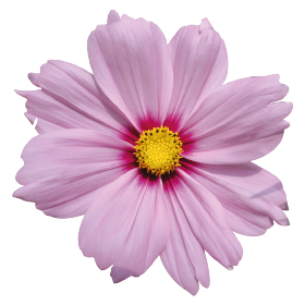   Casanova Pink