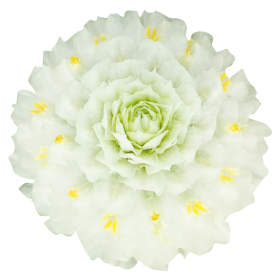 Gomphrena globosa Las Vegas White