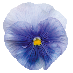   Inspire® Plus Light Blue