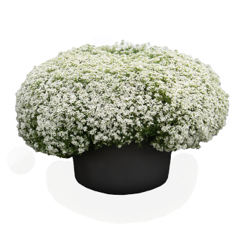 
                        Lobularia
             
                        maritima
             
                        Wonderland
             
                        White
            