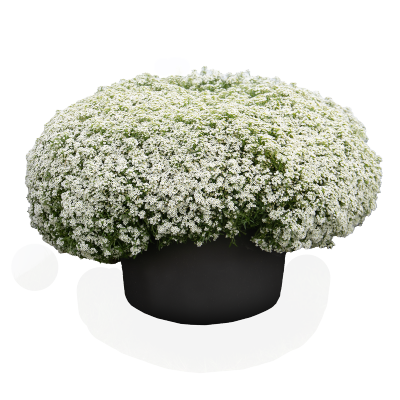 
                        Lobularia
             
                        maritima
             
                        Wonderland®
             
                        White
            