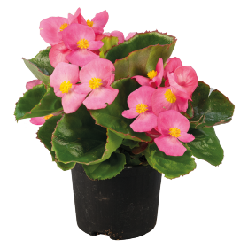   Super Olympia® Rose