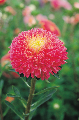 
                        Callistephus
             
                        chinensis
             
                        Benary's Princess
             
                        Bright Rose
            