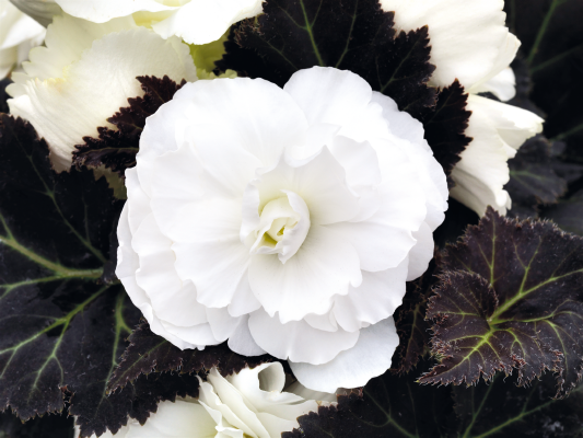 
                        Begonia
             
                        tuberhybrida F₁
             
                        Nonstop® Mocca
             
                        White
            