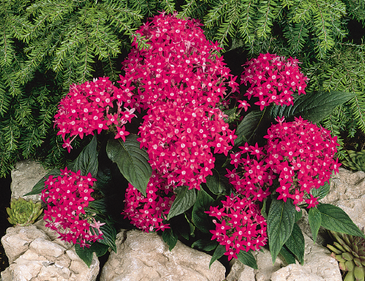 Pentas lanceolata F₁ Graffiti® Bright Red | Benary