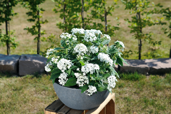 Pentas
lanceolata F₁
Graffiti®
White