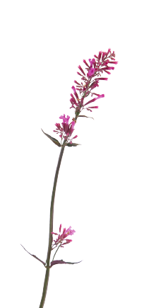 
                        Agastache
             
                        cana
             
                        Zuni
            