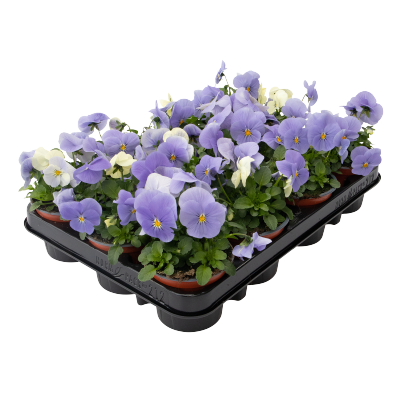 
                        Viola
             
                        cornuta F₁
             
                        Admire®
             
                        Blue Heaven
            