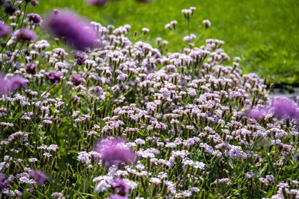 
                        Verbena
             
                        rigida
             
                        Polaris®
             
                        Pearl
            