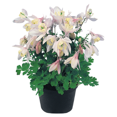 
                        Aquilegia
             
                        flabellata F₁
             
                        Cameo
             
                        Blush
            