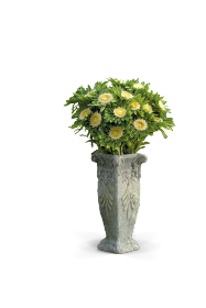 Callistephus chinensis Hulk 