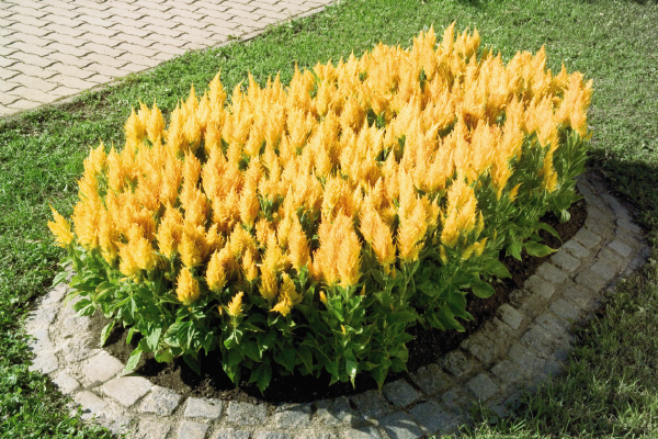 
                        Celosia
             
                        plumosa
             
                        Fresh Look
             
                        Gold
            