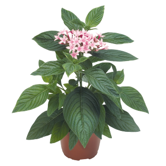 
                        Pentas
             
                        lanceolata F₁
             
                        Kaleidoscope
             
                        Appleblossom
            