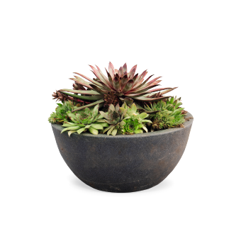 
                        Sempervivum
             
                        sempervirens
             
                        Hippie Chicks
            