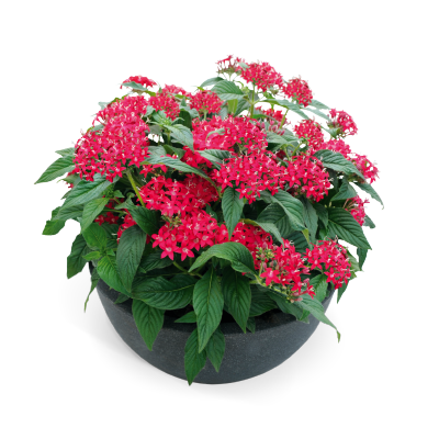 
                        Pentas
             
                        lanceolata F₁
             
                        Graffiti®
             
                        Ruby
            