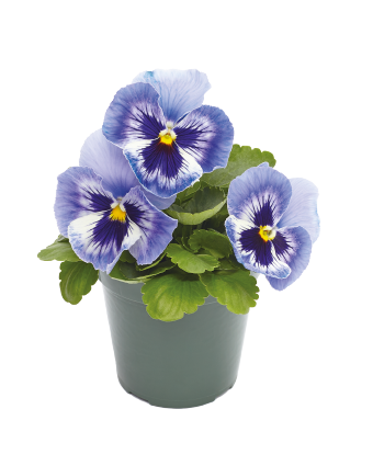 
                        Viola
             
                        wittrockiana F₁
             
                        Inspire® Plus
             
                        Marina
            