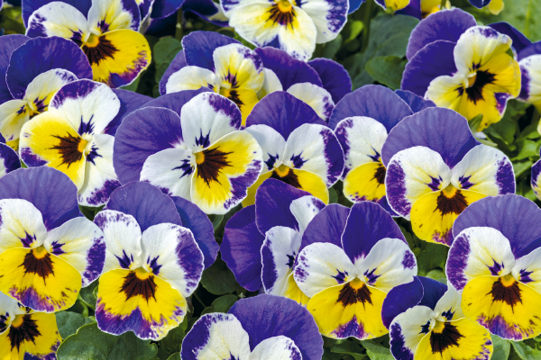 Viola cornuta F₁ Admire® Jolly® Face | Benary