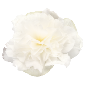   Nonstop® Mocca White