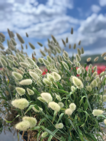 Lagurus ovatus Bunny