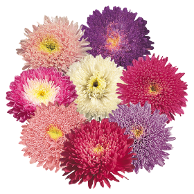 Callistephus chinensis Standy 