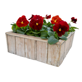 Viola
             
                        wittrockiana F₁
             
                        Inspire® Plus
             
                        Scarlet